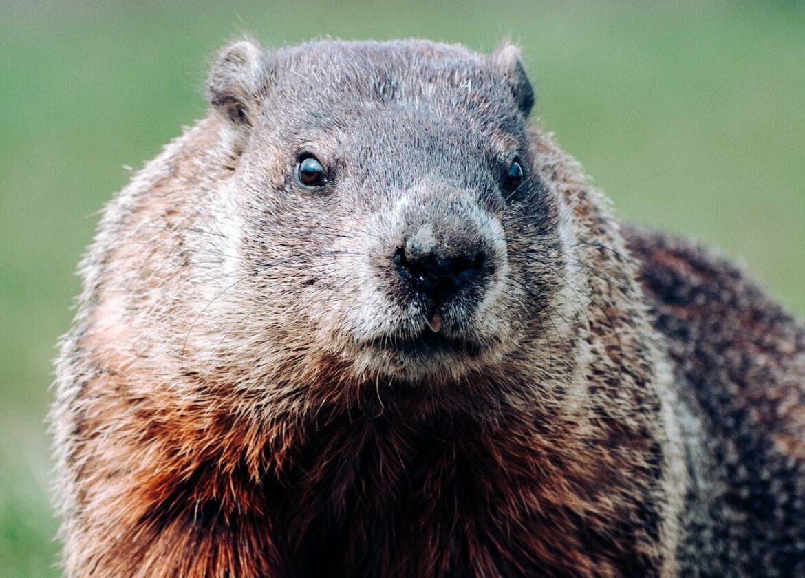 Groundhog