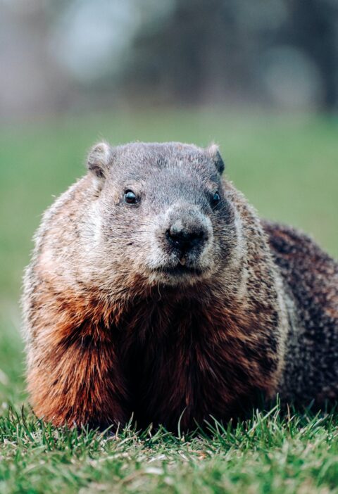 Groundhog