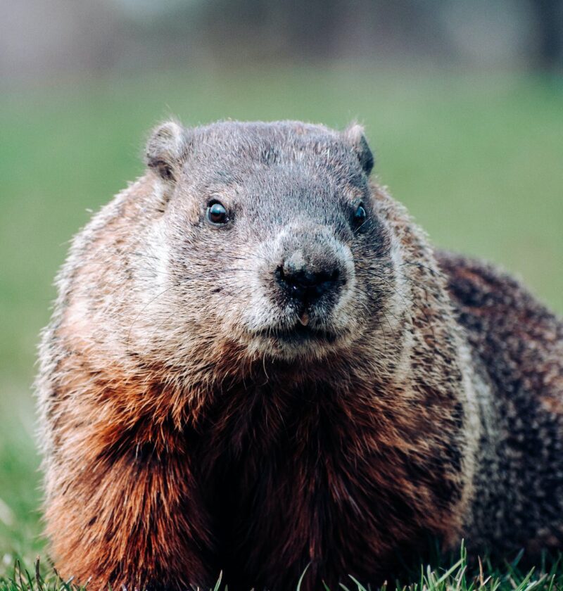 Groundhog